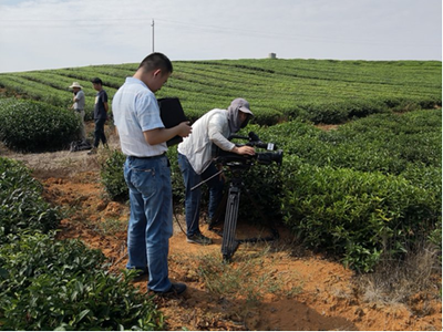 岳陽(yáng)黃茶與白泥湖螃蟹亮相CCTV-7《農(nóng)廣天地》攝制服務(wù)